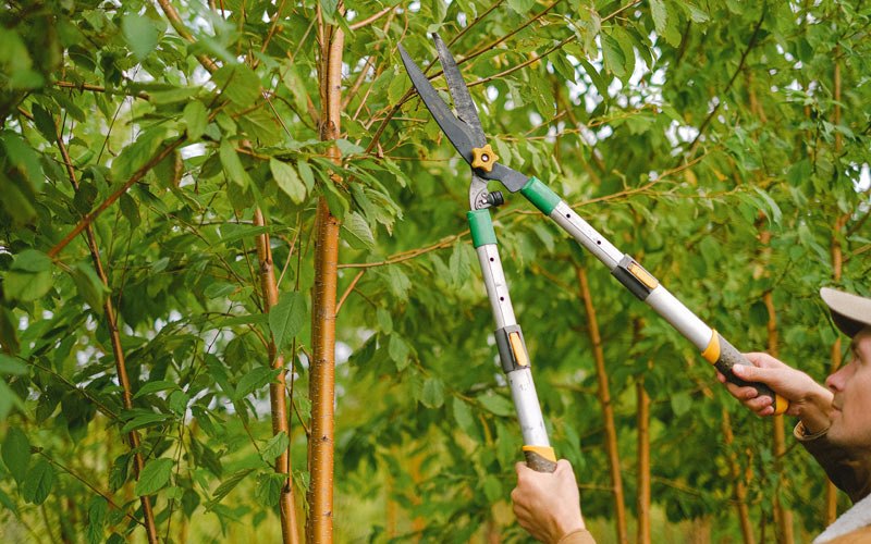 Tree trimming in Thedford, NE